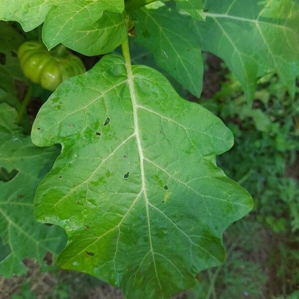 Solanum aethiopicum Leaf