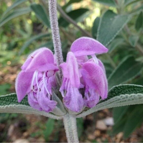 Phlomis purpurea Кветка