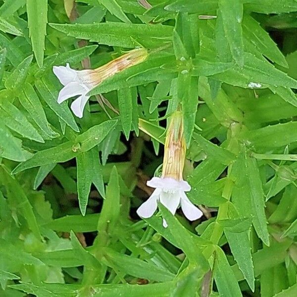 Gratiola officinalis 花