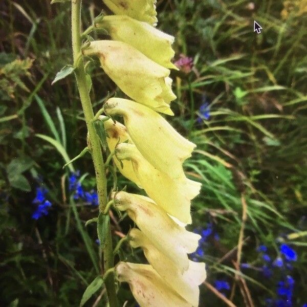 Digitalis grandiflora 花