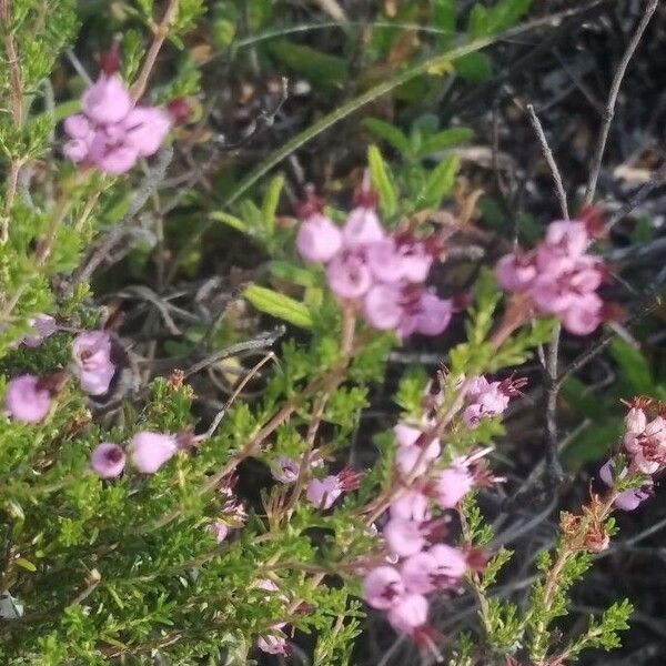 Erica umbellata Кветка