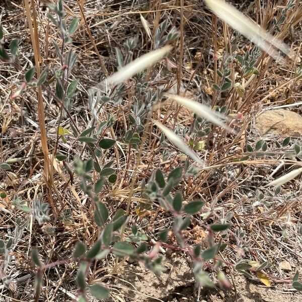 Acmispon americanus Habitus