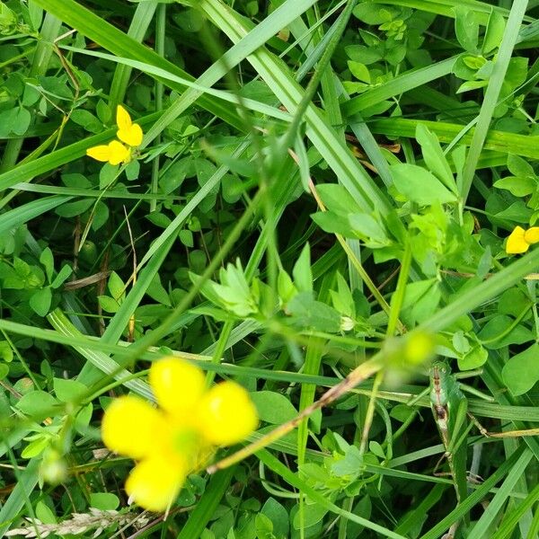 Ranunculus orthorhynchus Blüte