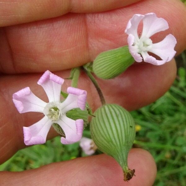 Silene conica Kukka