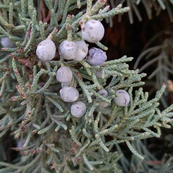 Juniperus scopulorum Fruit