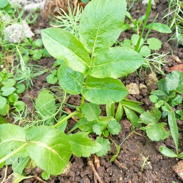 Opopanax chironium Lapas