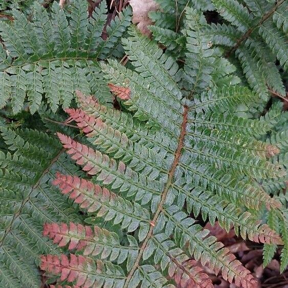 Polystichum luctuosum Folha