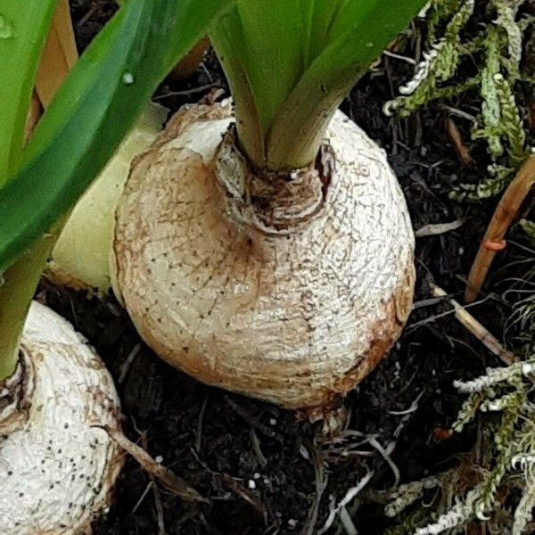 Muscari aucheri Other