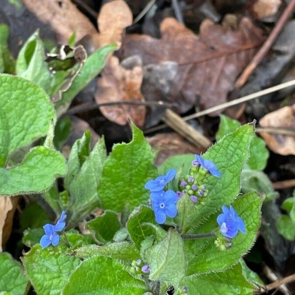 Brunnera macrophylla Blomst