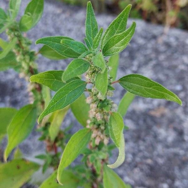 Parietaria officinalis Fleur