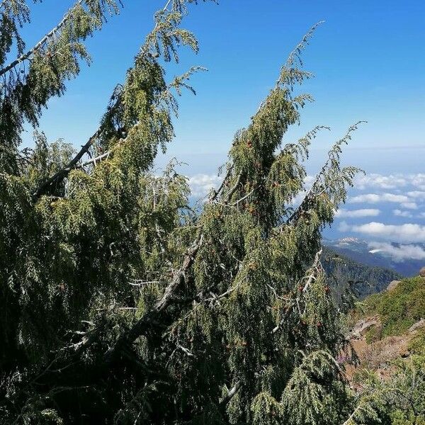 Juniperus cedrus Inny