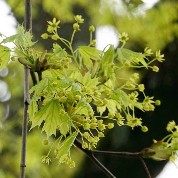 Acer platanoides Folio