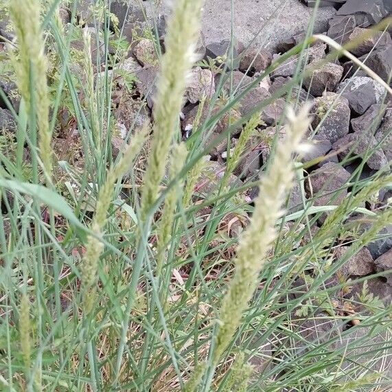 Melica ciliata Flower