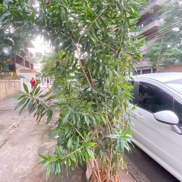 Dracaena angustifolia Habit