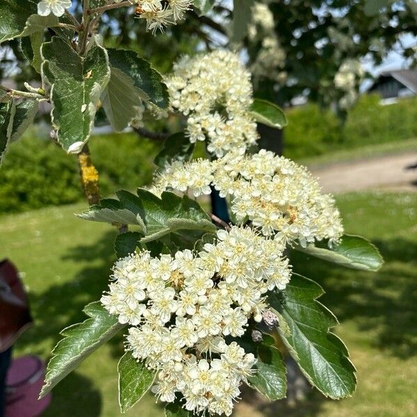 Scandosorbus intermedia Folio