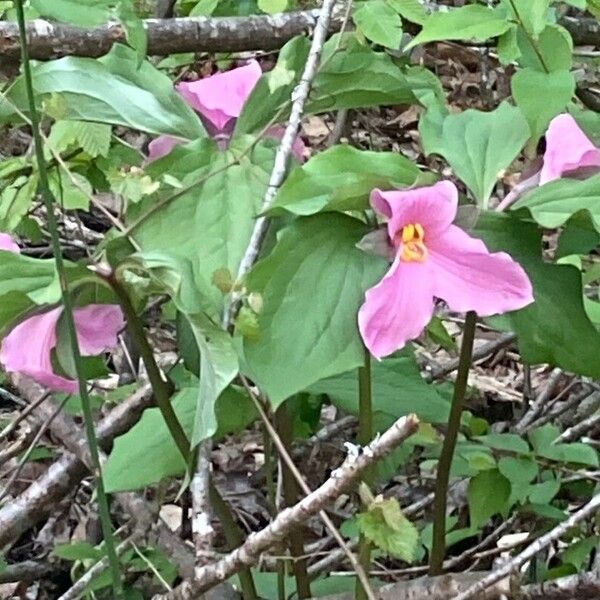 Trillium catesbaei Blodyn