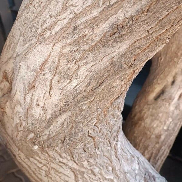 Schinus terebinthifolia Bark