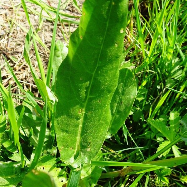 Rumex acetosa Blatt