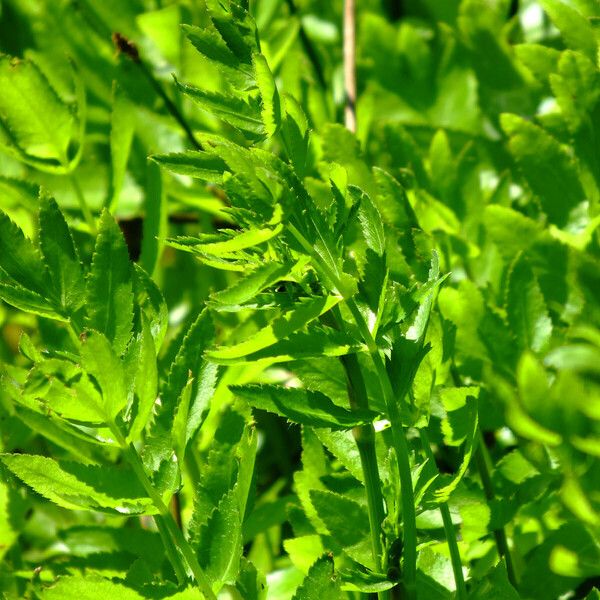 Sium latifolium Yaprak