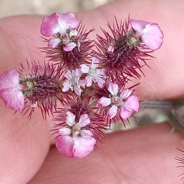 Turgenia latifolia Blomst