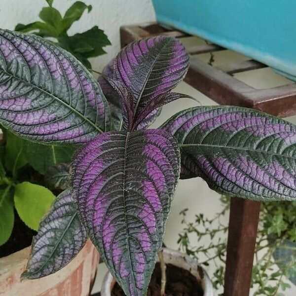 Strobilanthes auriculata Leaf