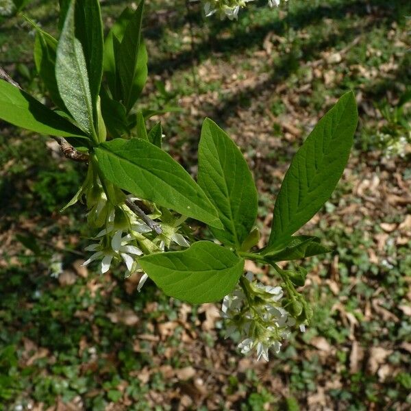 Oemleria cerasiformis Folla