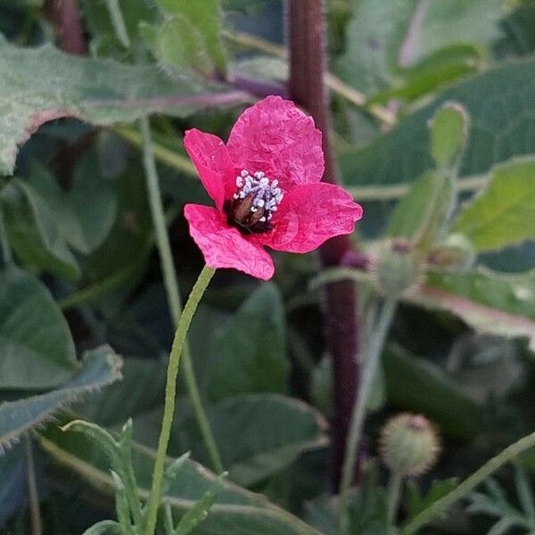 Papaver hybridum Blomst