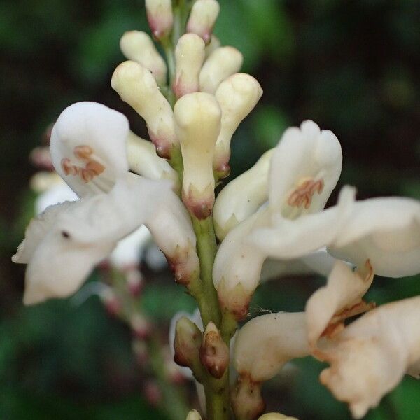 Thomandersia hensii Flower