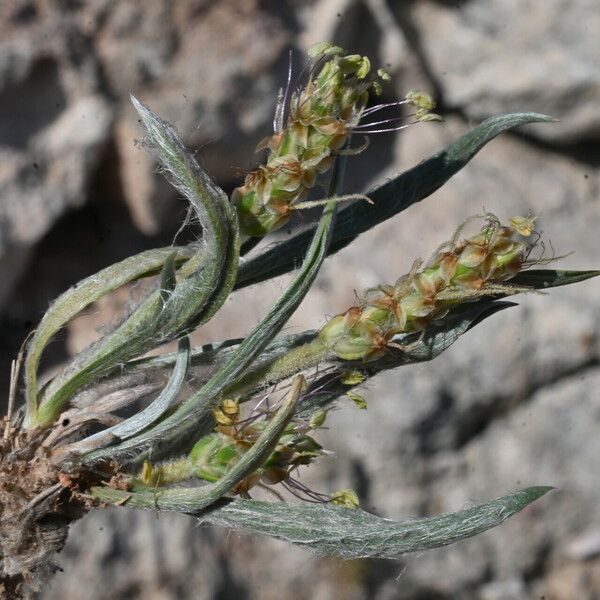 Plantago albicans 花