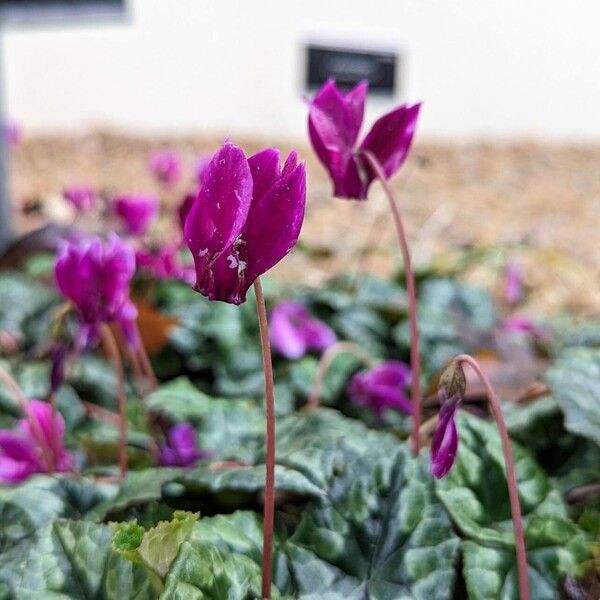 Cyclamen hederifolium Fiore