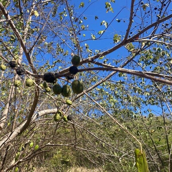 Guazuma ulmifolia Φρούτο