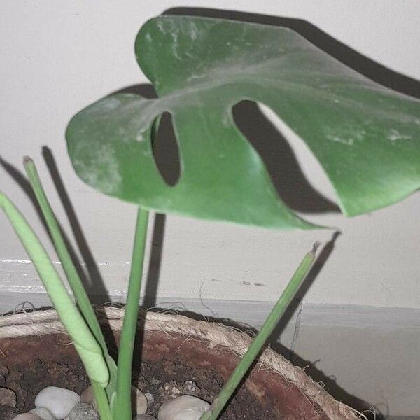 Monstera minima Blad