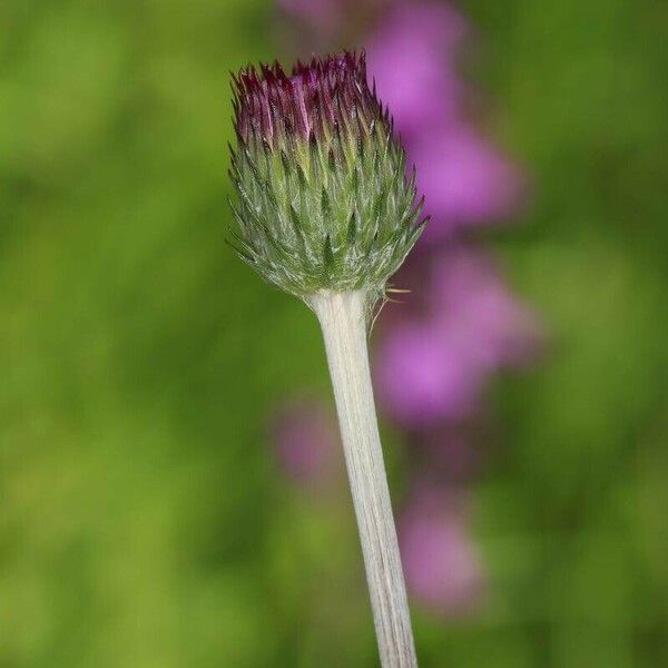 Cirsium filipendulum Flower