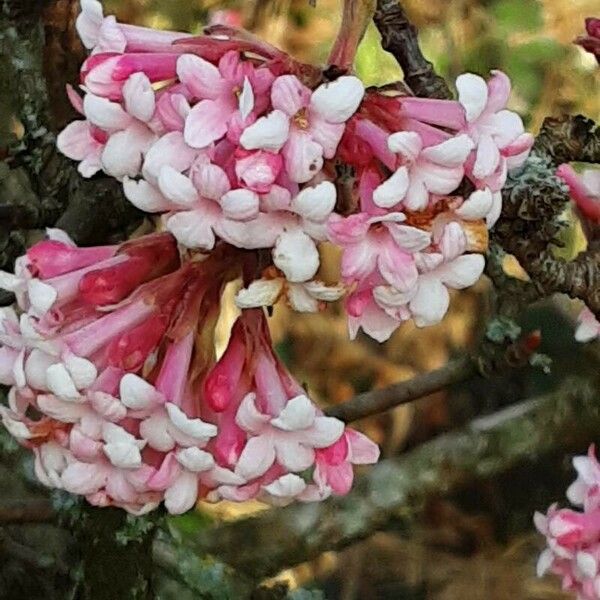 Viburnum × bodnantense Blüte