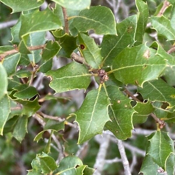 Quercus coccifera Blatt