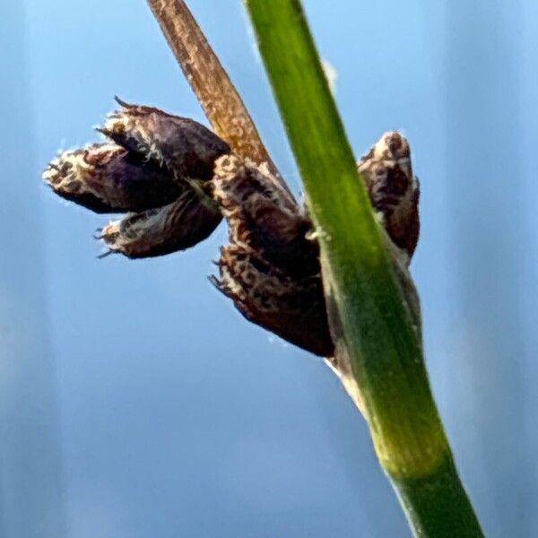 Schoenoplectus lacustris Květ