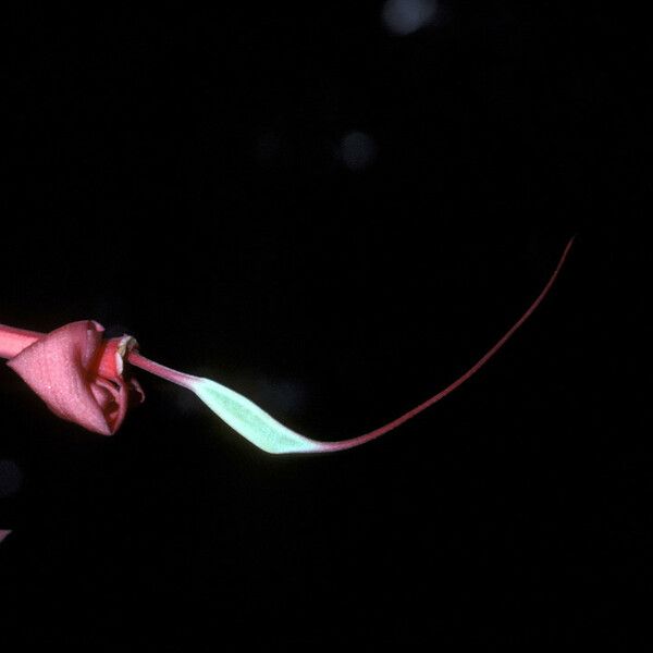 Amherstia nobilis Flower