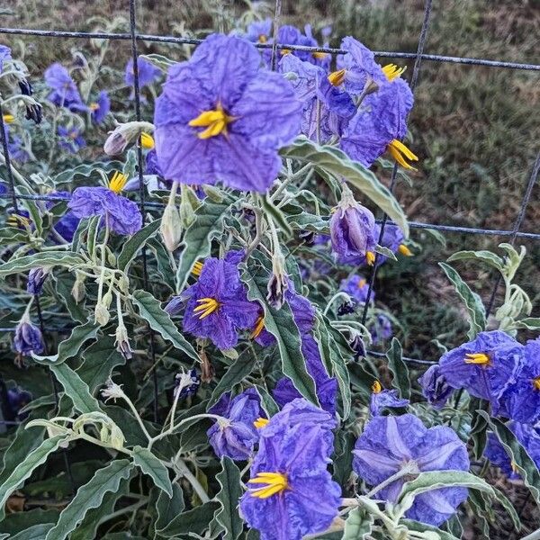 Solanum elaeagnifolium ശീലം