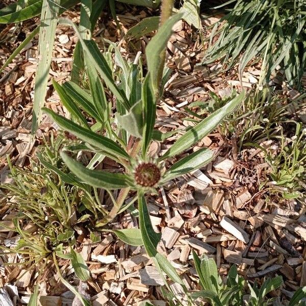 Echinacea pallida Blad