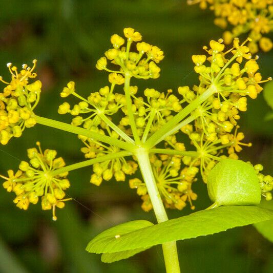 Smyrnium perfoliatum Azala