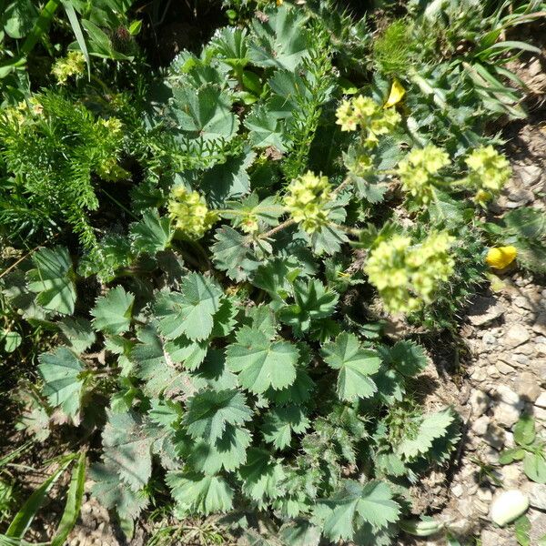 Alchemilla flabellata Hábito