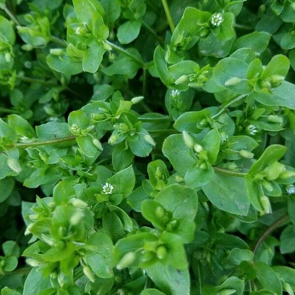 Stellaria media Leaf