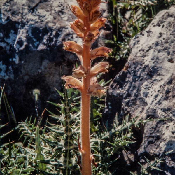 Orobanche reticulata Λουλούδι