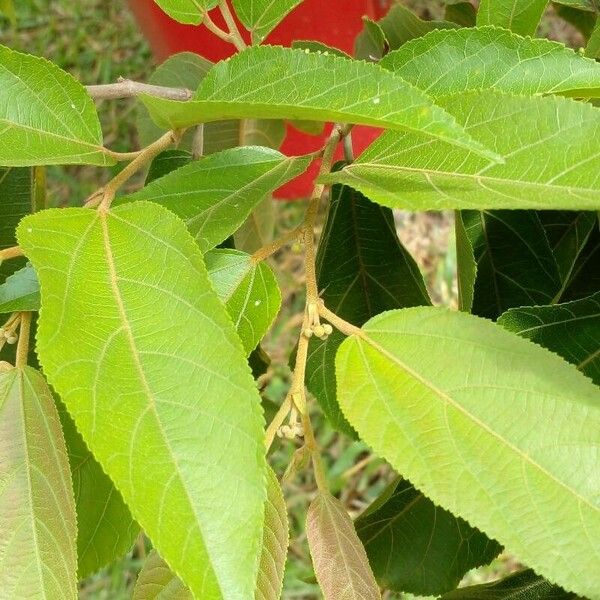 Guazuma ulmifolia Foglia