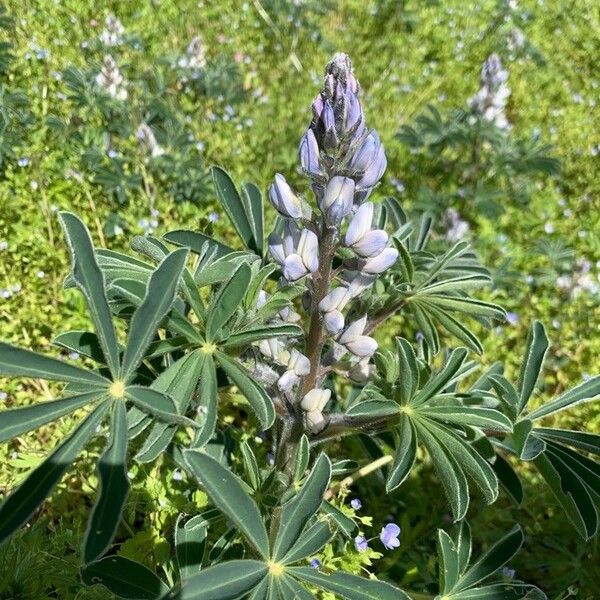 Lupinus albus Kwiat