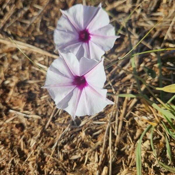 Ipomoea mombassana Kwiat