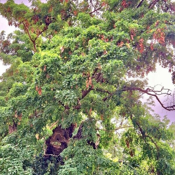 Albizia lebbeck Habitus