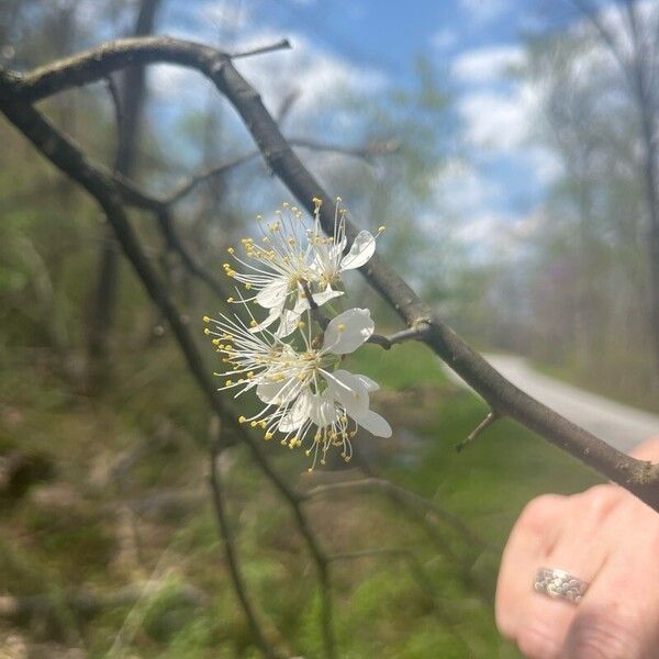 Prunus americana Kwiat