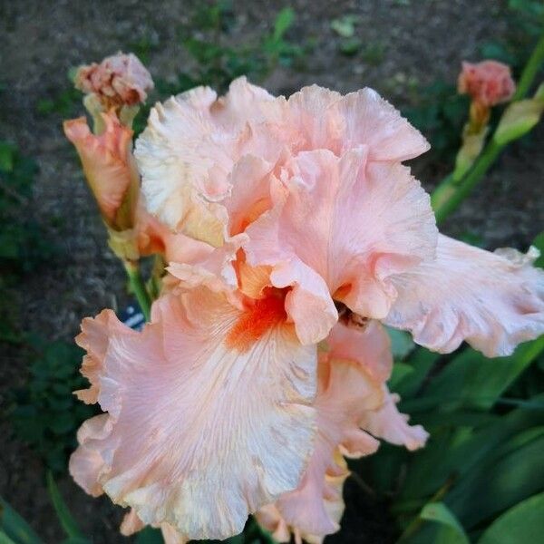 Iris barbatula Flor