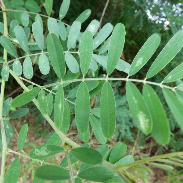 Tephrosia noctiflora Folio